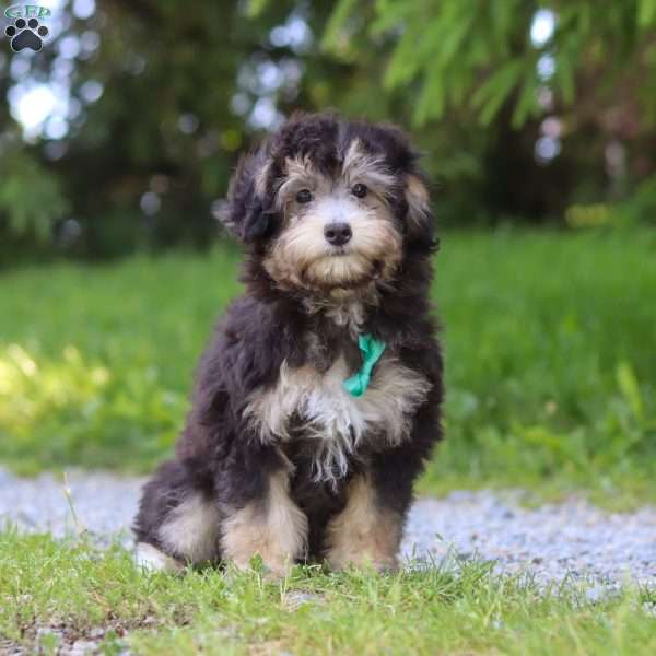 Easton, Mini Aussiedoodle Puppy